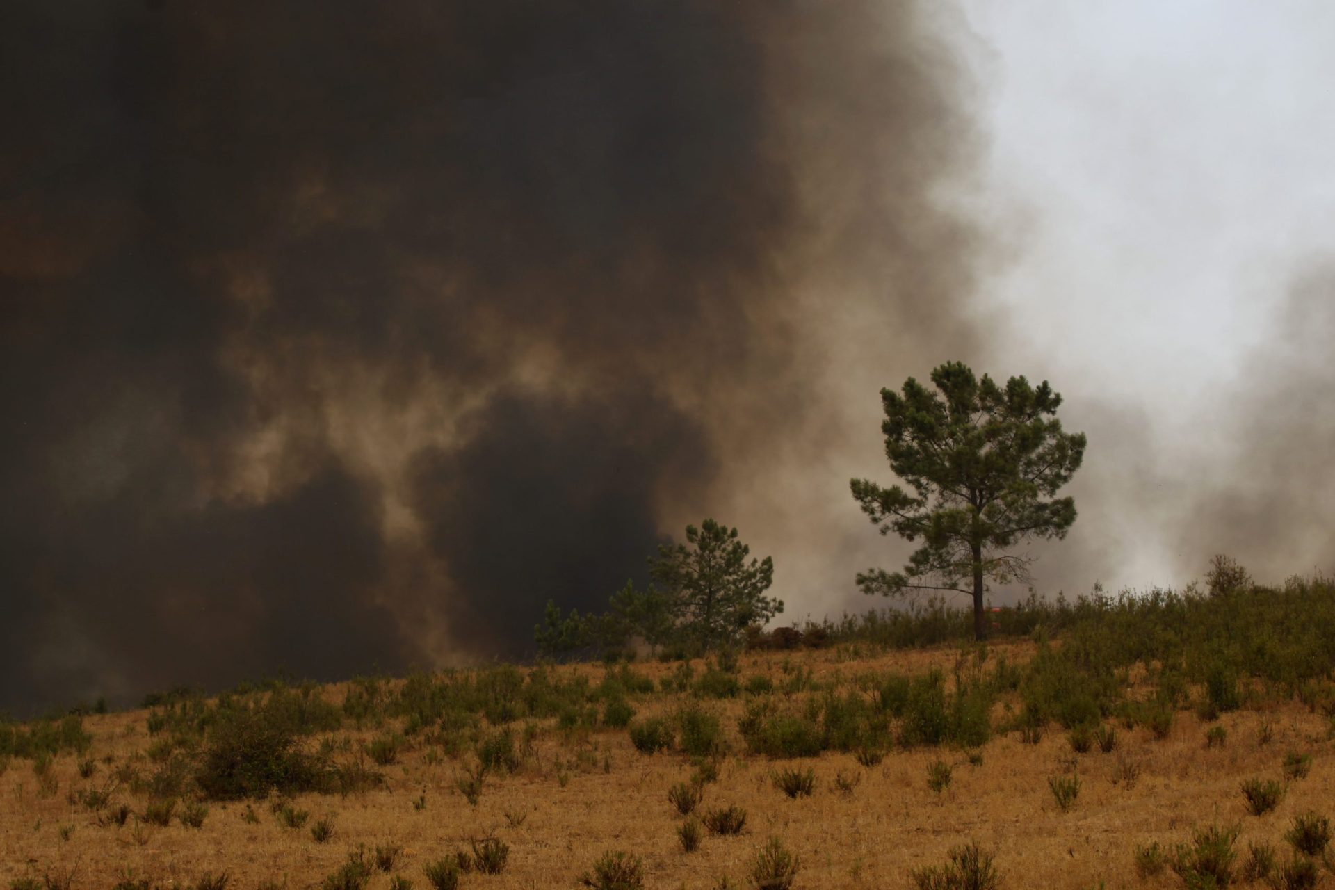 Até julho arderam mais de 24 mil hectares