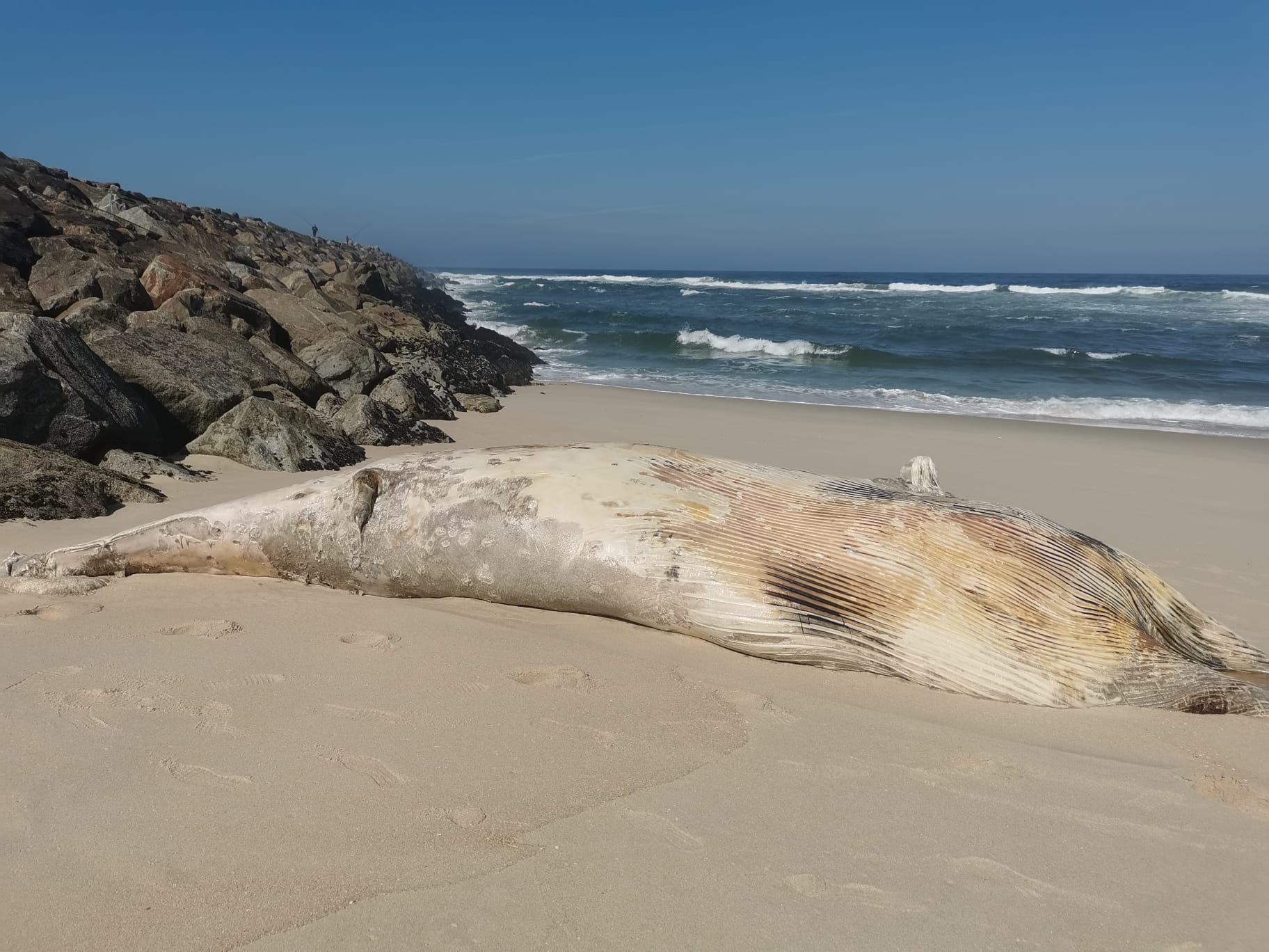 Baleia de oito metros deu à costa na praia de São Jacinto em Aveiro