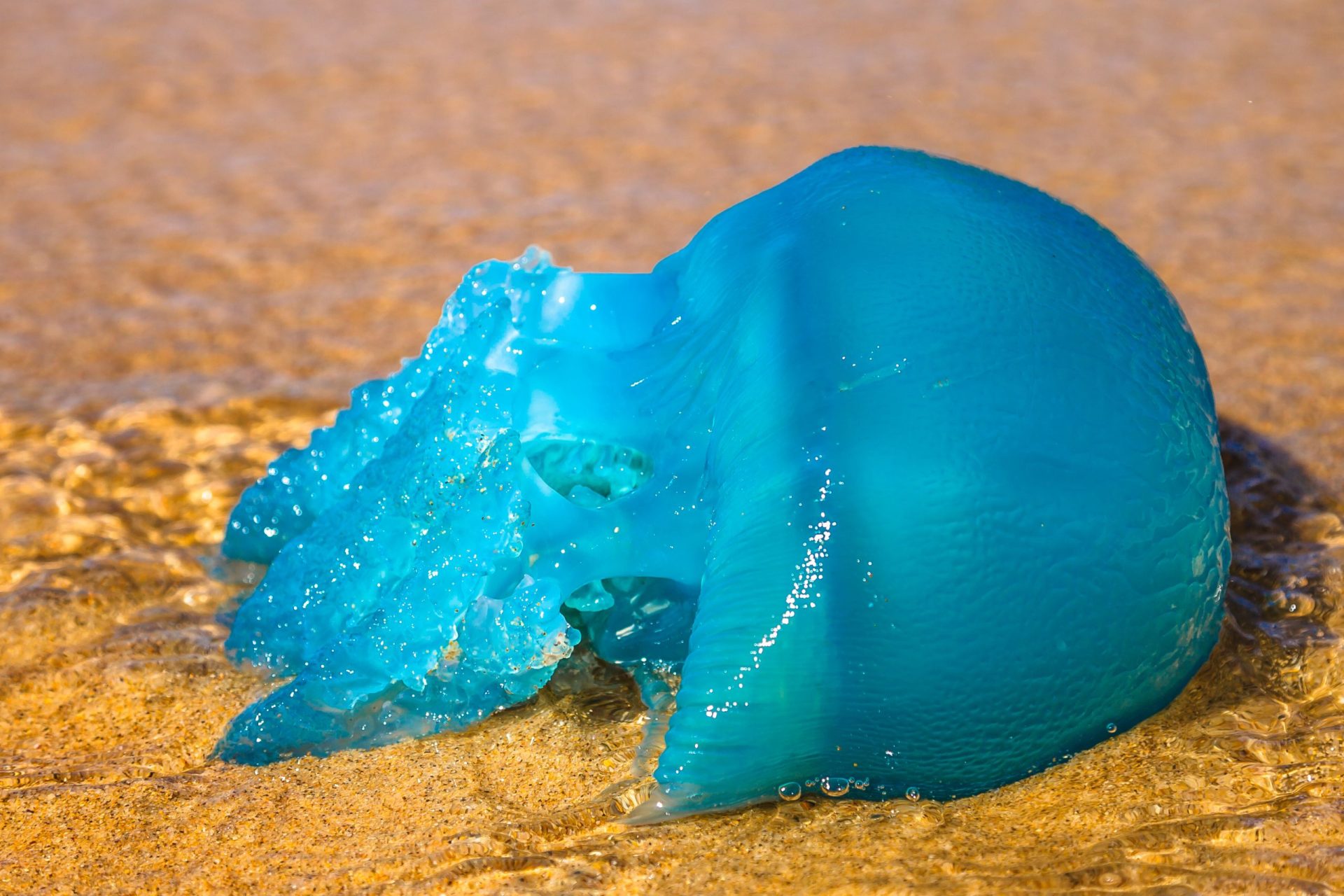 Banhos novamente desaconselhados na Praia da Vieira devido a medusas