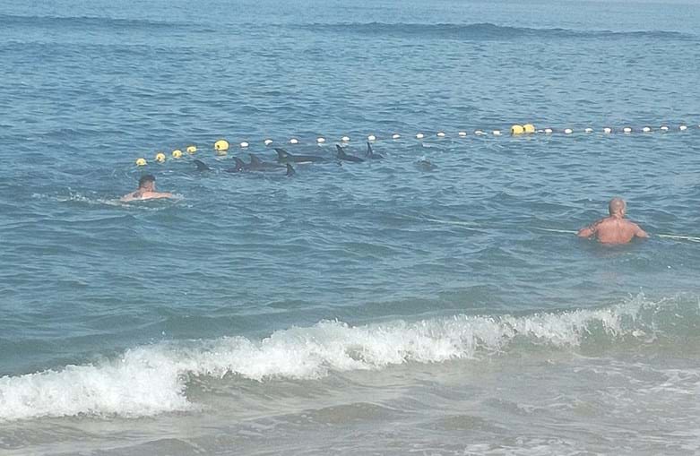 Dez golfinhos ficaram presos em redes de pesca na praia de Mira. Dois acabaram por morrer