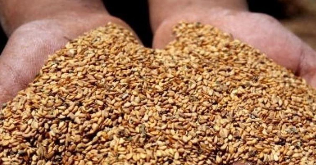 Governo volta a pedir que sementes sejam entregues às entidades competentes: “Não abram, não semeiem e não coloquem no lixo”