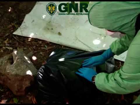 Vídeo mostra operação da GNR num abrigo para cães que resulta na detenção da proprietária