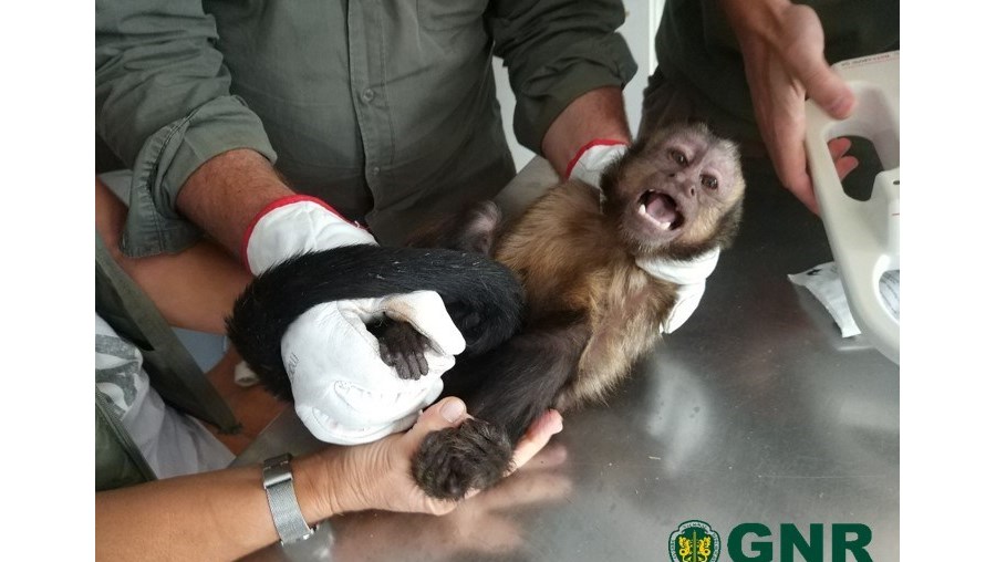 Macaco que estava em casa devoluta em Penafiel resgatado pela GNR