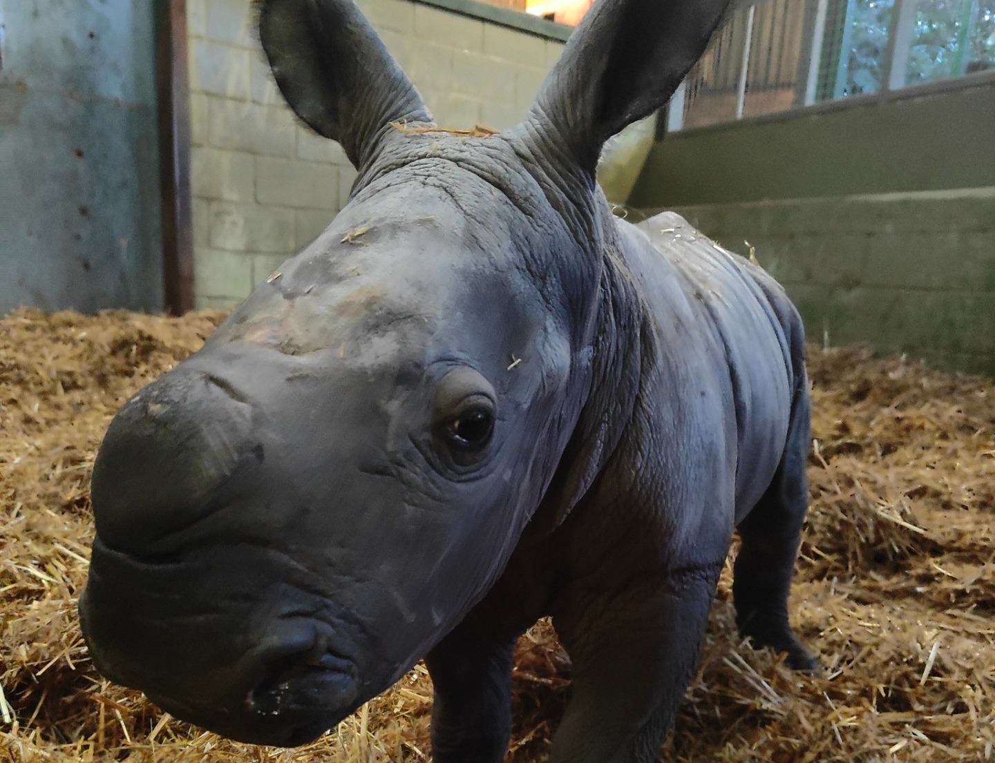 Nascimento de rinoceronte branco em Zoo do Reino Unido é considerado “milagre de natal”