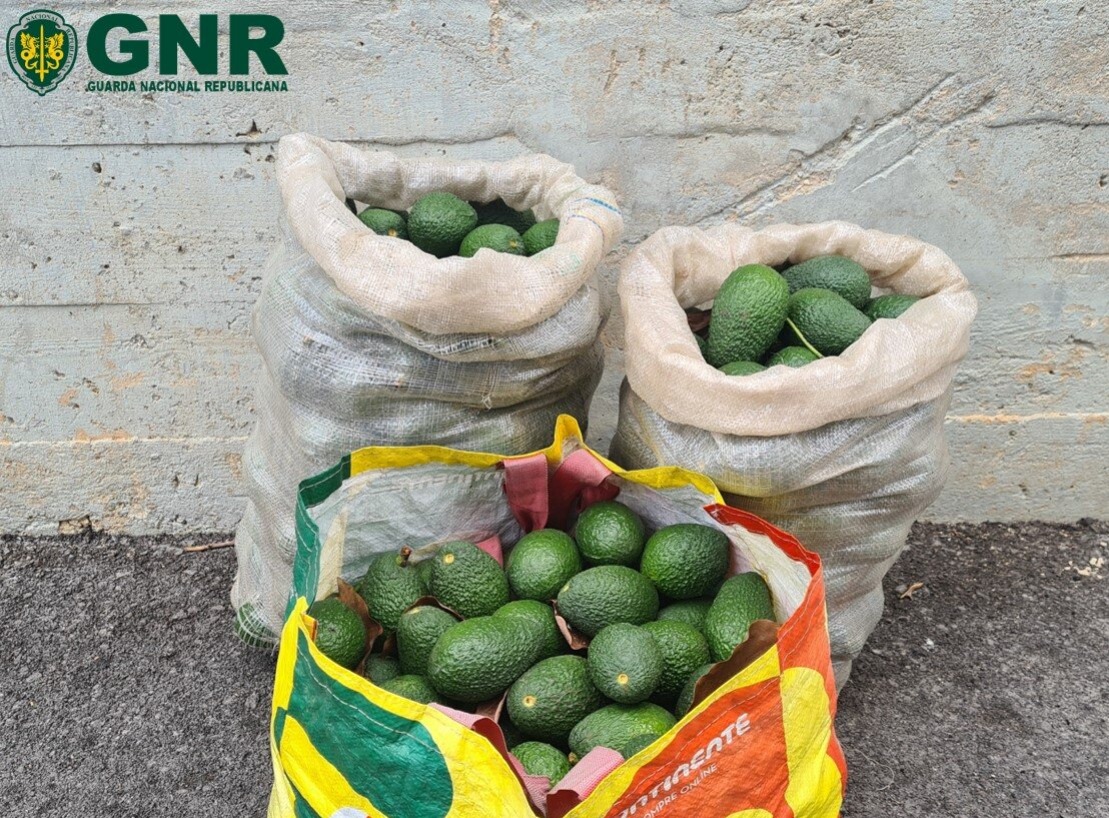 Homem de 28 anos ‘apanhado’ em flagrante a furtar abacates em Albufeira