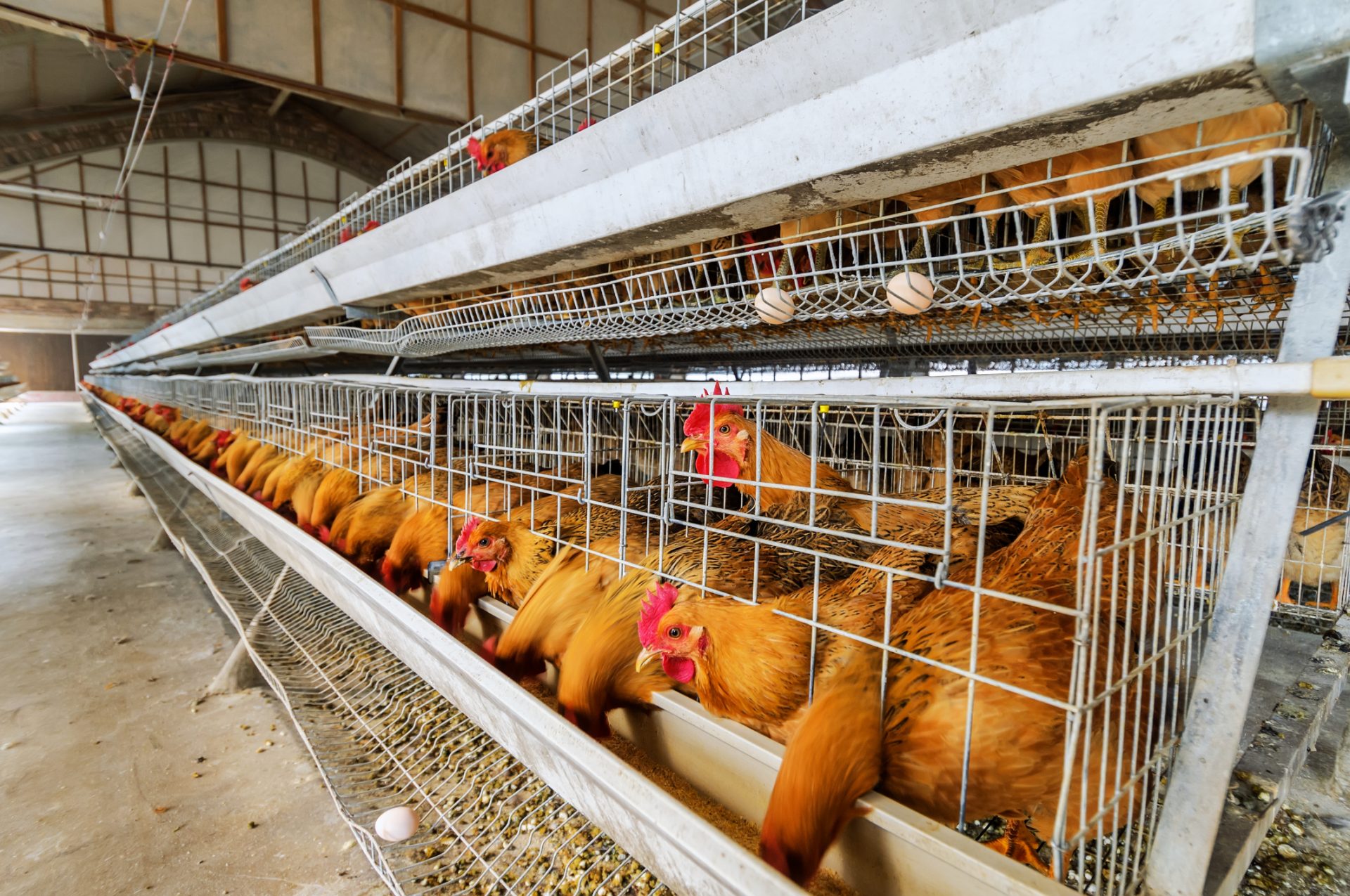 Cerca de 80 mil galinhas vão ser abatidas na República Checa devido à gripe das aves
