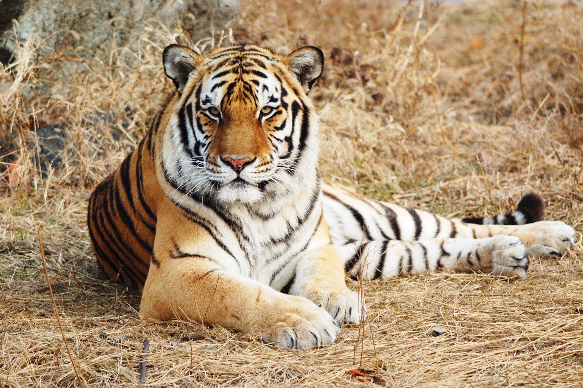 Tigre morto a tiro após atacar funcionário de Zoo na Flórida