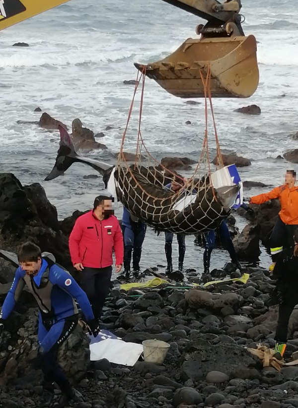 Duas baleias resgatadas na ilha do Pico. Um dos animais foi encontrado já sem vida