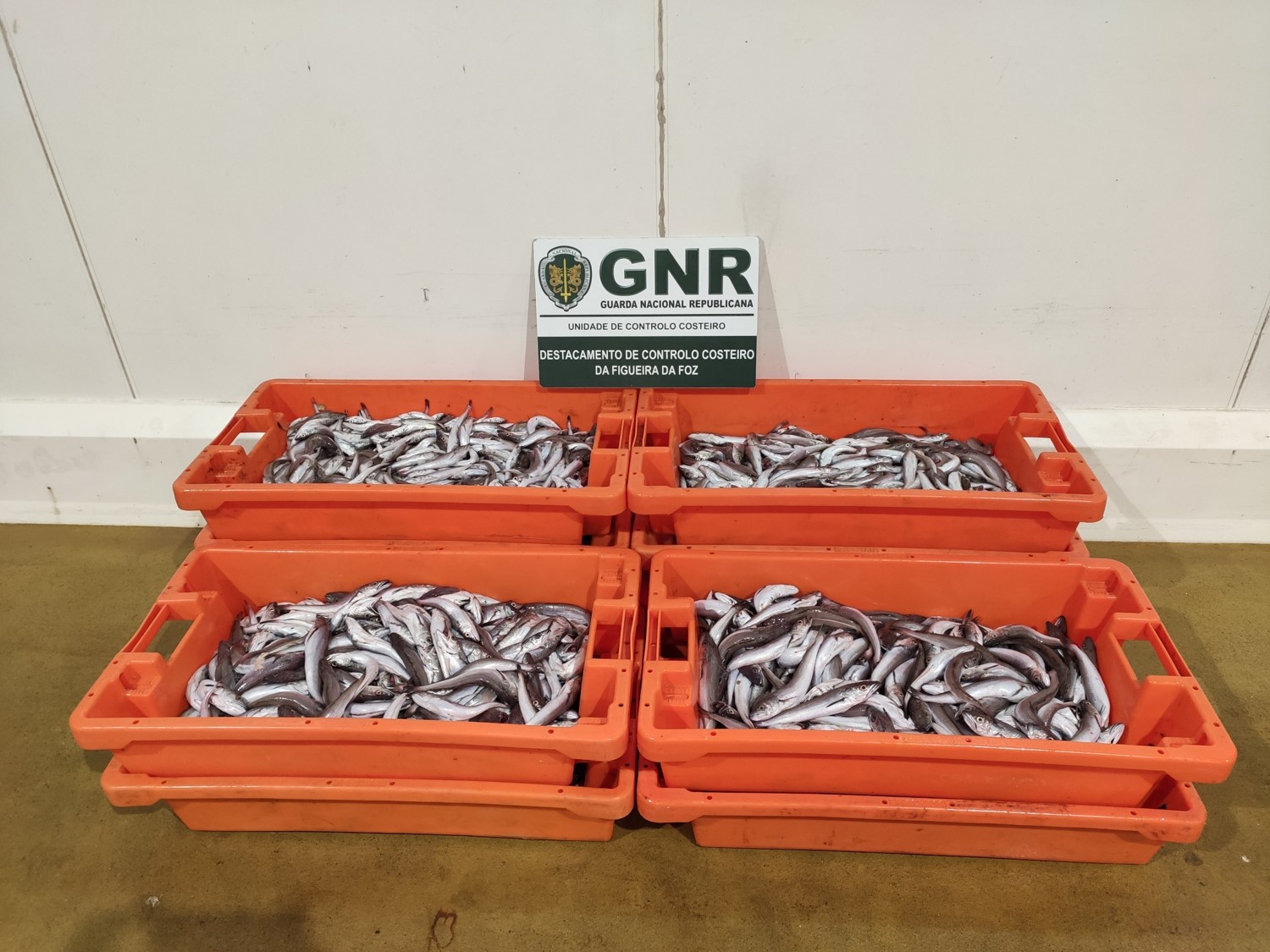 GNR apreende 124 quilos de pescada imatura