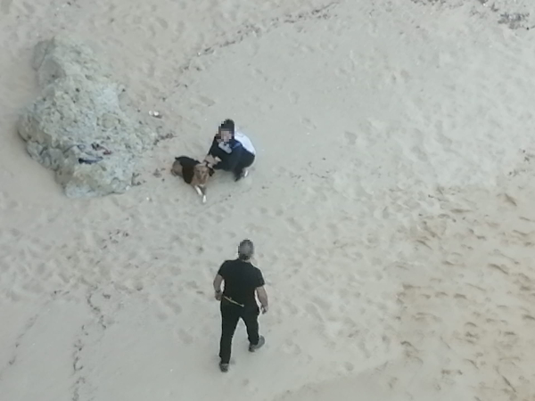 Autoridade Marítima resgata cadela que sofreu queda numa arriba em Lagoa