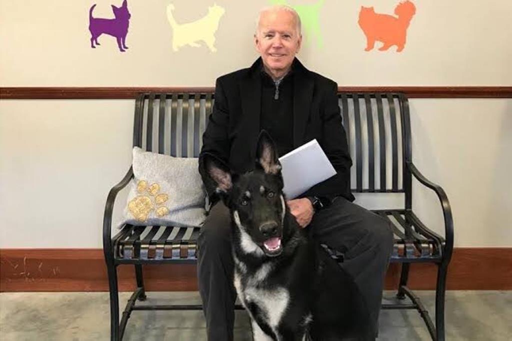 Cão de Biden volta a morder funcionário da Casa Branca