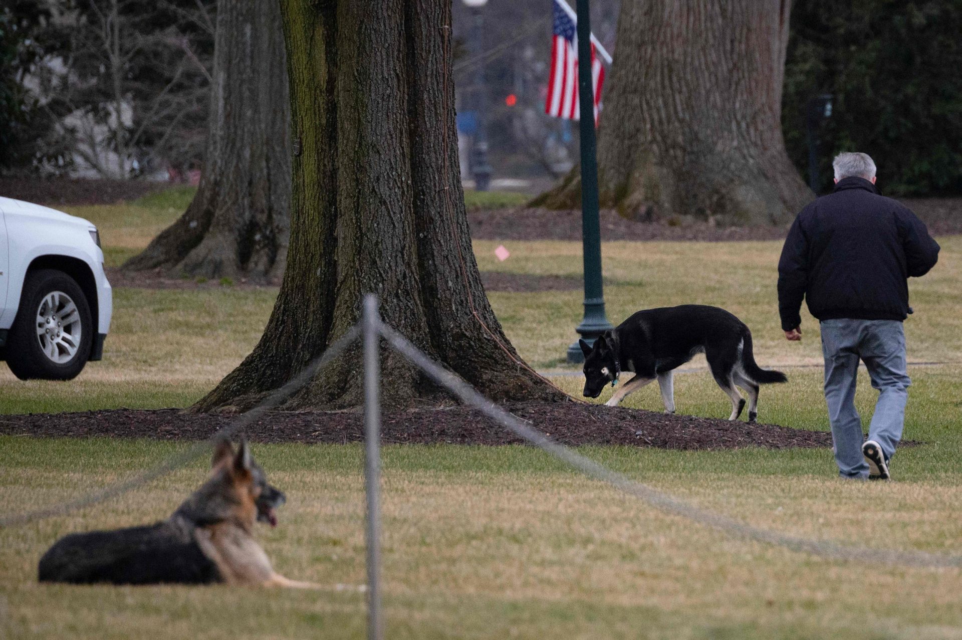 Cães de Biden saem da Casa Branca após comportamento agressivo com segurança