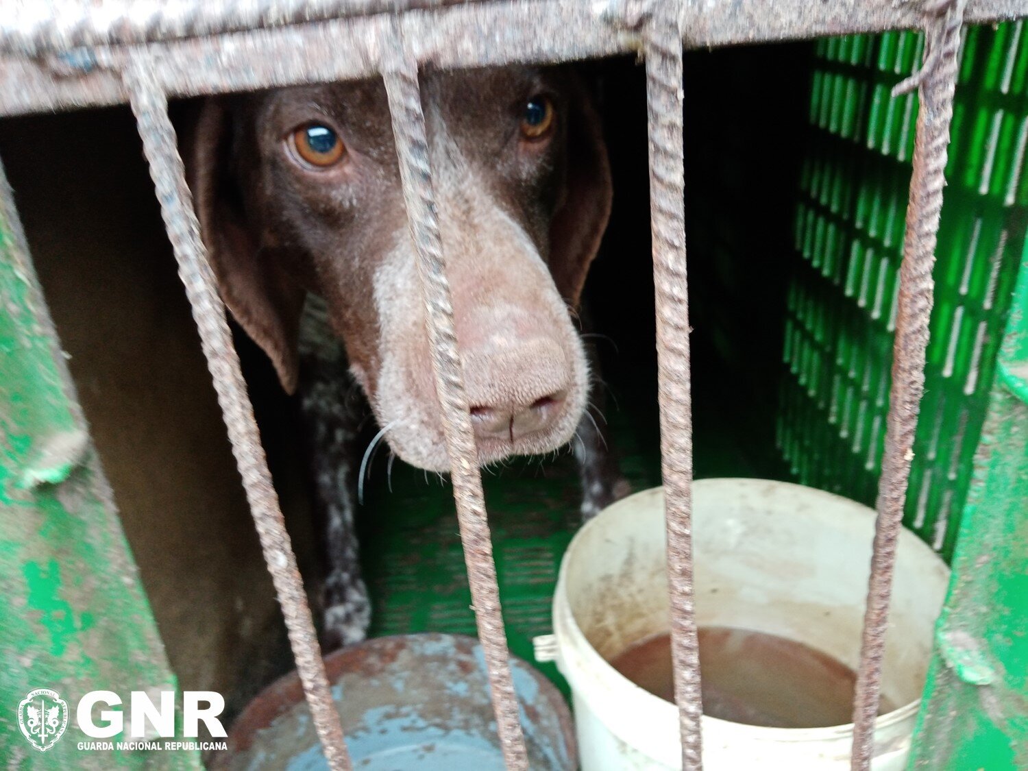 GNR resgata 25 cães de um canil ilegal em Castelo Branco