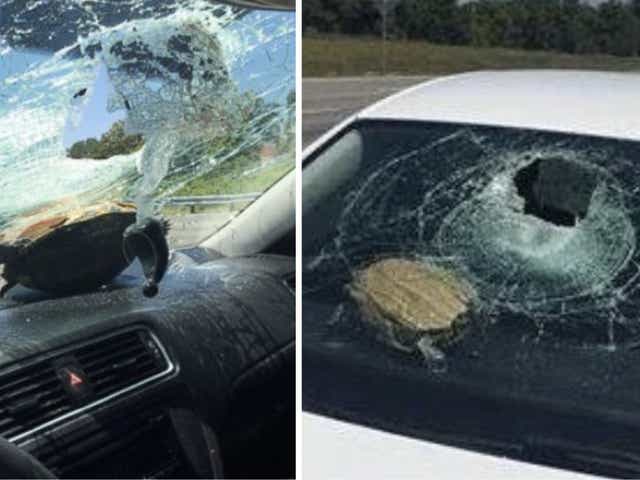 Tartaruga ‘voadora’ entra por vidro de carro e atinge mulher na cabeça