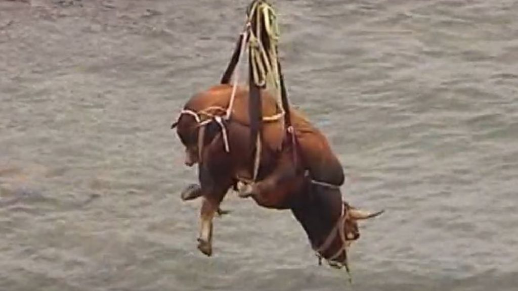 Vídeo mostra touro de 800 kg a ser resgatado por helicóptero em praia espanhola