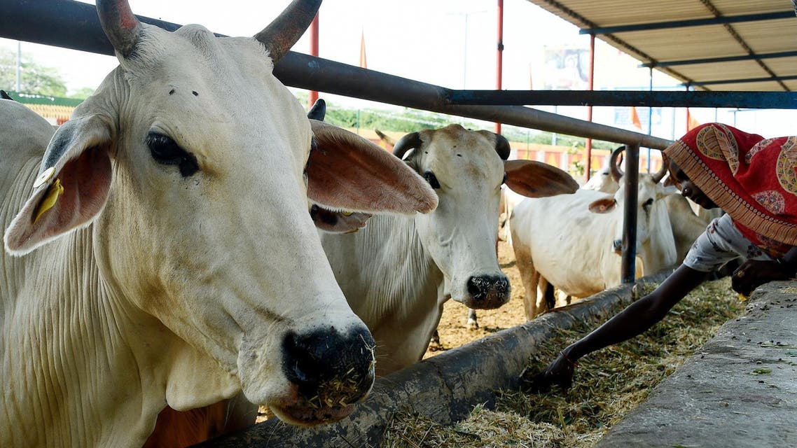 Banho com fezes e urina de vaca para curar covid-19 na Índia preocupa médicos | Vídeo