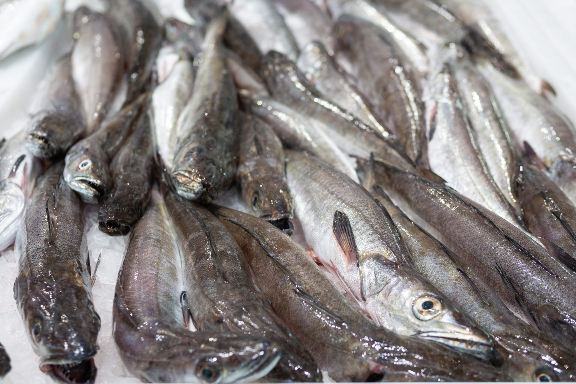 GNR apreende 104 quilos de pescada subdesenvolvida na Nazaré