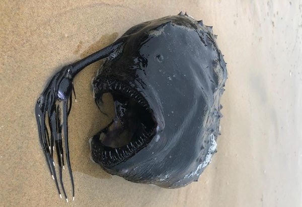 Banhista descobre peixe-futebol na costa de Newport Beach nos EUA