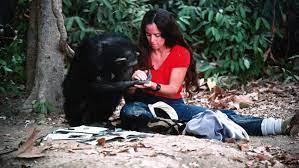 Sete anos entre chimpanzés