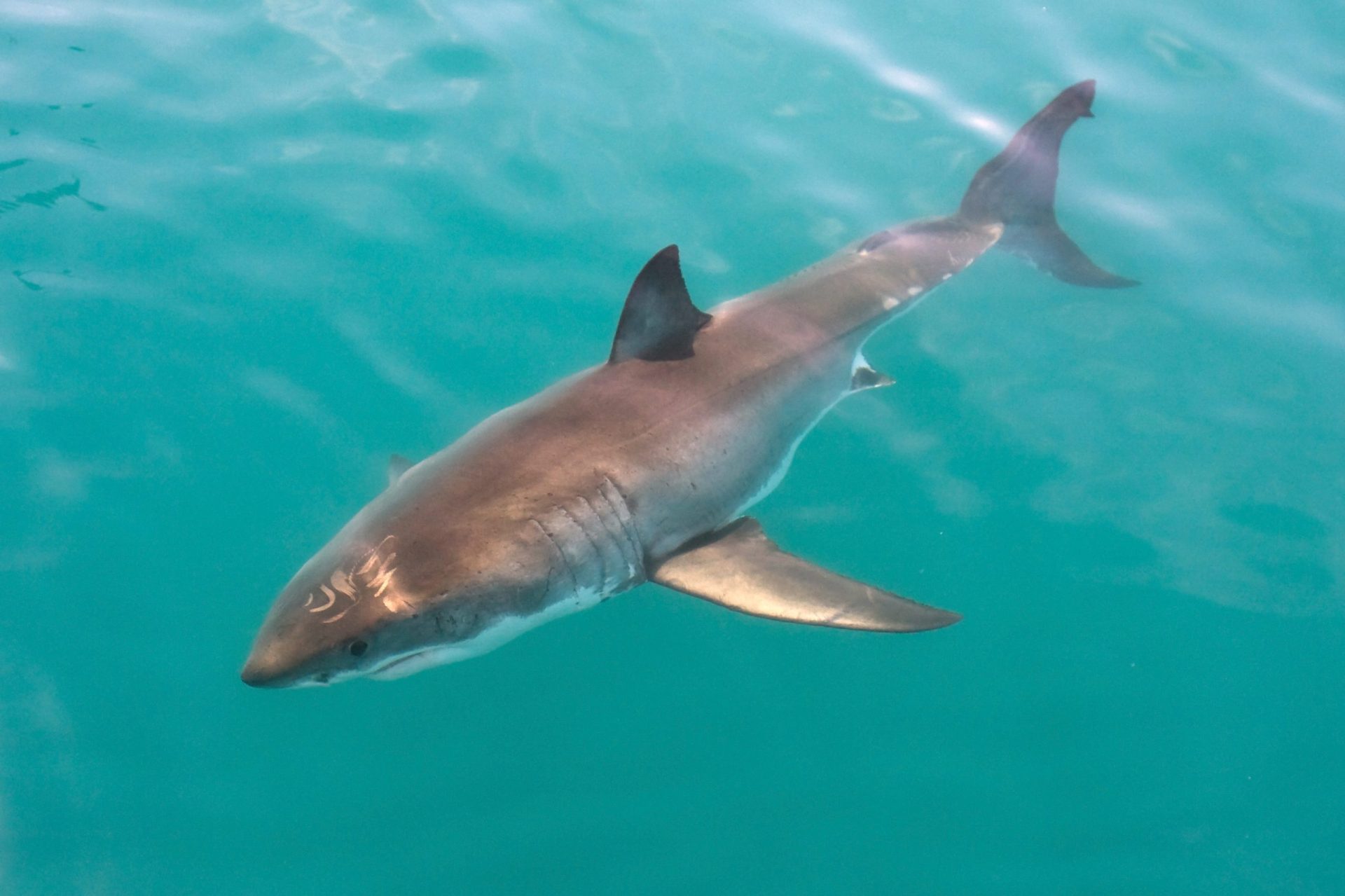 Surfista morre após ataque de tubarão-branco na Austrália