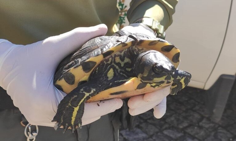 GNR resgata tartaruga exótica em Arouca