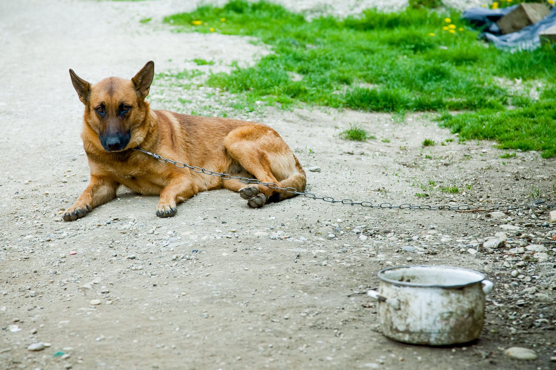 BE questiona Governo sobre cães encontrados mortos em Loures