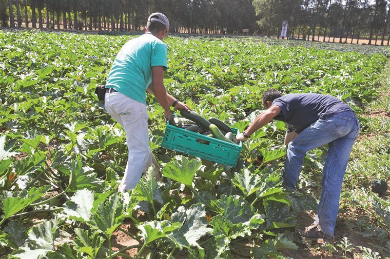 Surto de covid-19 infeta 29 trabalhadores agrícolas em Torres Vedras