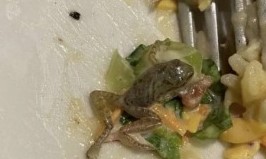 Cliente encontra rã morta na salada de um restaurante no Brasil e fotografia torna-se viral
