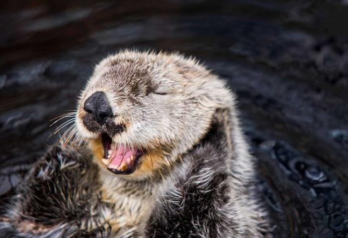 Morreu Maré, a lontra-marinha mais velha da Europa e que nasceu 20 dias antes da abertura da Expo98