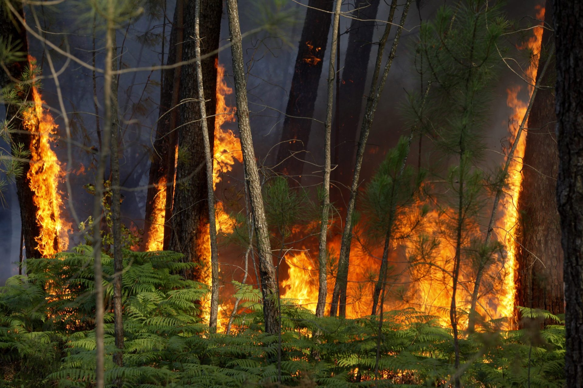 Risco máximo de incêndio em 25 concelhos do país