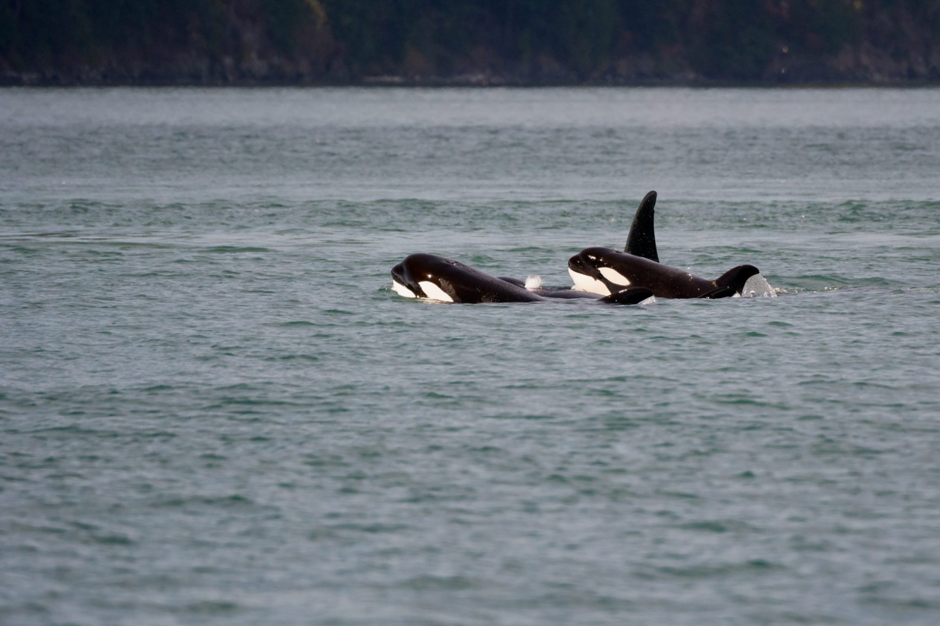 &#8220;As orcas são animais muito curiosos&#8221;