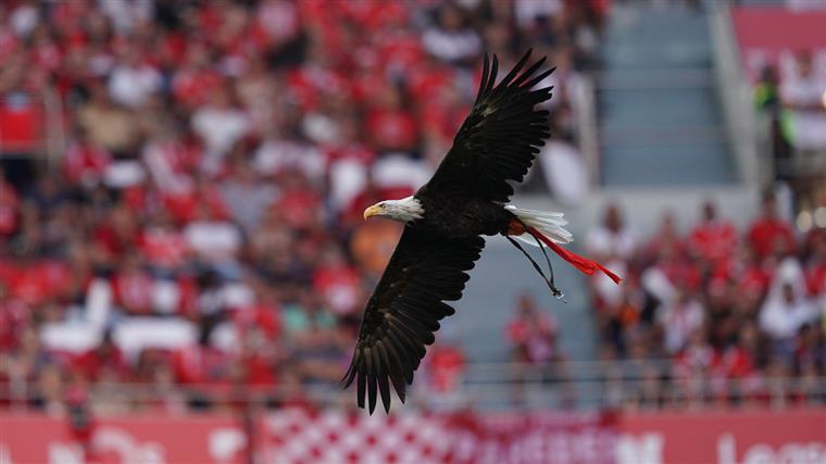 Benfica reage à detenção de Vieira: “Nem clube nem SAD foram constituídos arguidos”