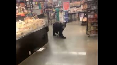 Urso assusta clientes depois de entrar em supermercado nos Estados Unidos | Vídeo