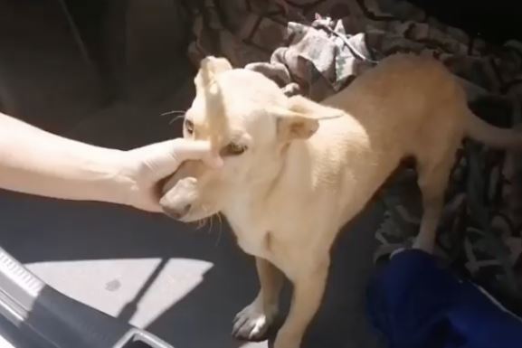 Cão morre depois de ser abandonado na estrada com a boca colada
