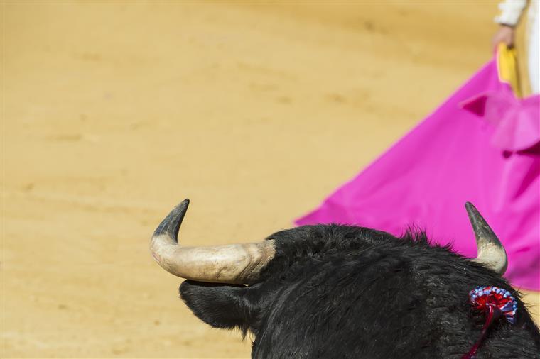 António Ribeiro Telles hospitalizado após ser colhido por touro