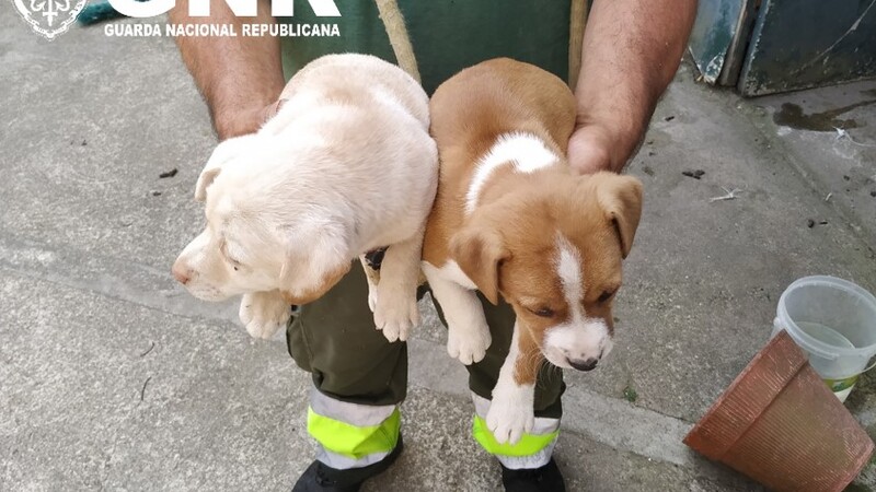 GNR resgata cinco cães presos e abandonados em habitação no concelho de Braga