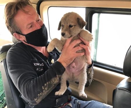 Operação Arca. Ex-fuzileiro vai resgatar 140 cães e 60 gatos que tinha no seu abrigo em Cabul