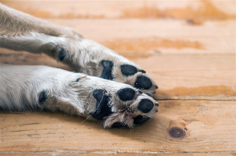 Pelo menos 11 cães morrem abandonados num hotel para cães em Mafra
