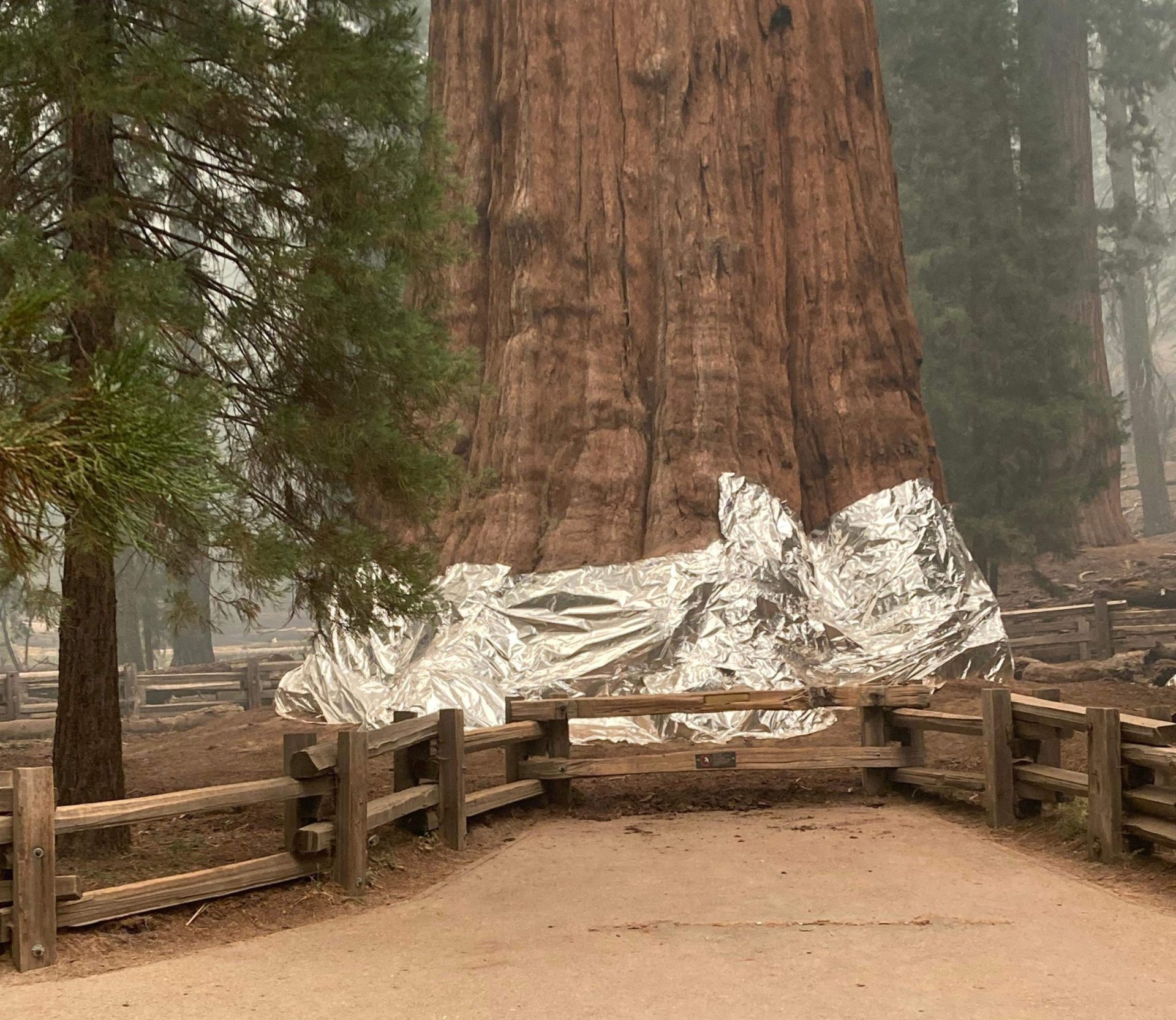 Sequoias gigantes cobertas em alumínio resistente ao fogo devido aos incêndios na Califórnia