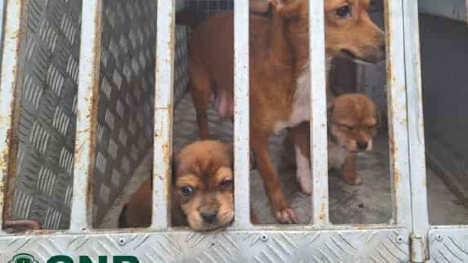 Resgatados três cães que estavam subnutridos e fechados sem condições de higiene em anexo de casa