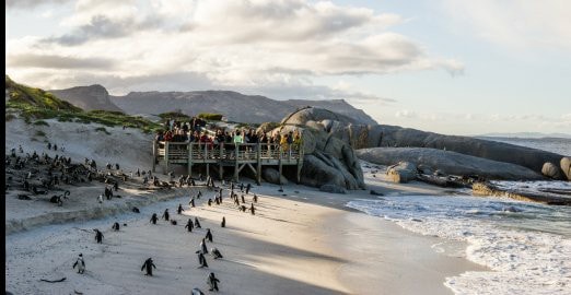 Mais de 60 pinguins em perigo de extinção mortos por abelhas na África do Sul