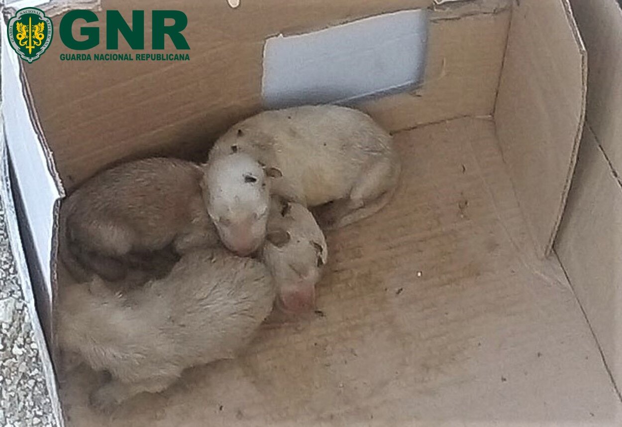 GNR resgata cães recém-nascidos de contentor do lixo em Castelo Branco