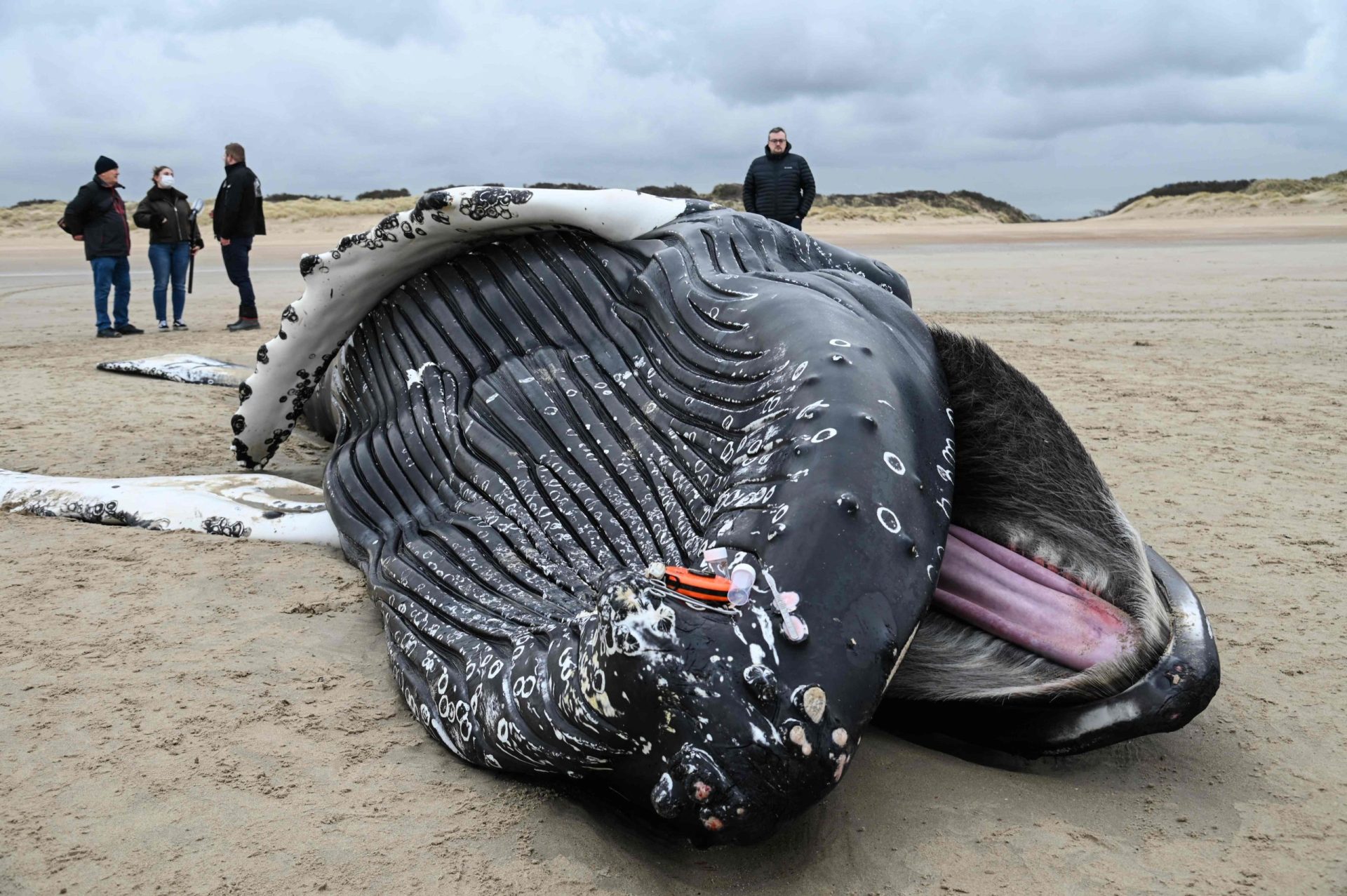 Baleia com quase 10 metros dá à costa no norte de França