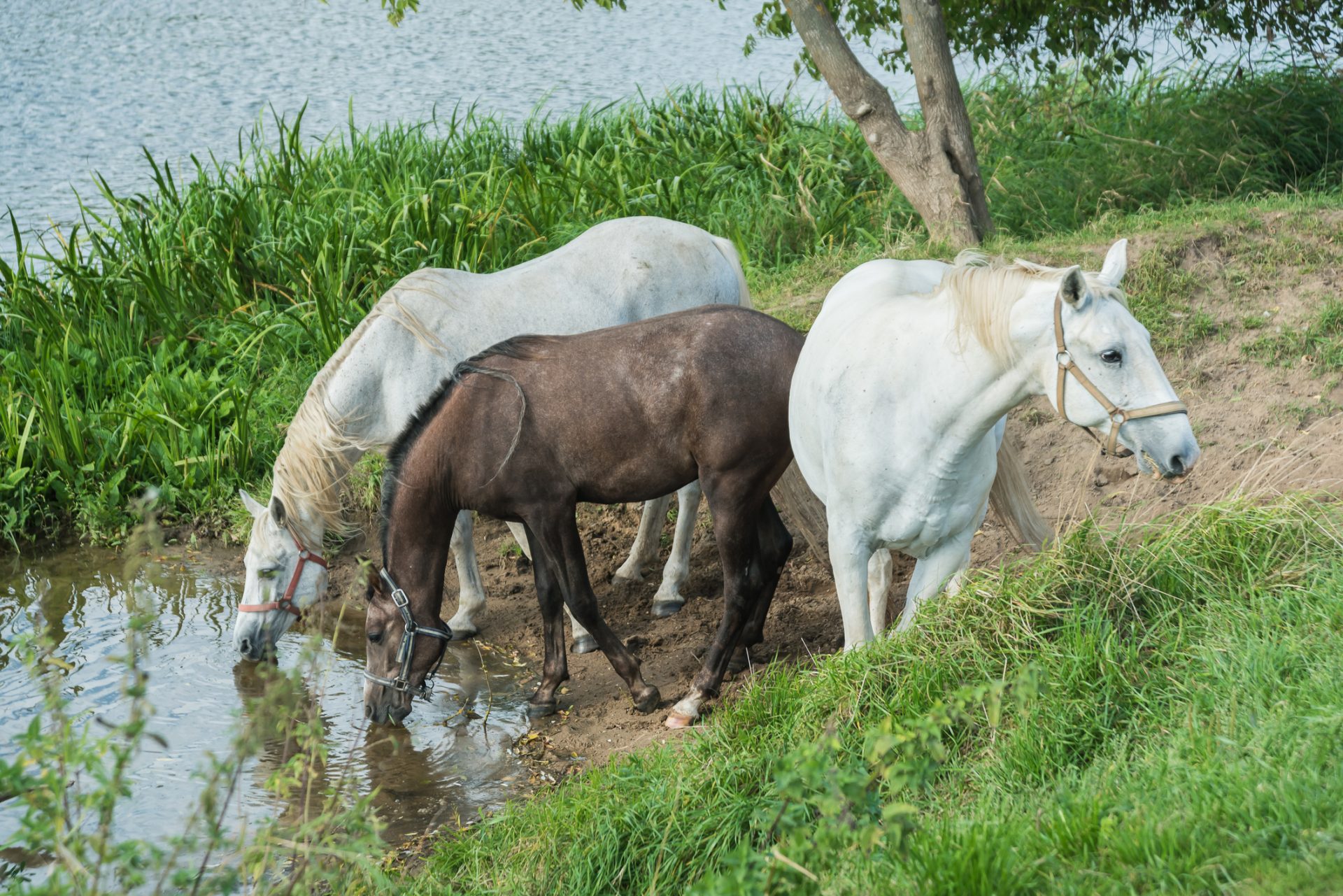 Alegados maus-tratos a cavalos em Valongo estão sob investigação