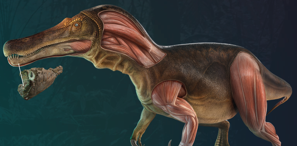 Descoberto novo dinossauro português com 130 milhões de anos