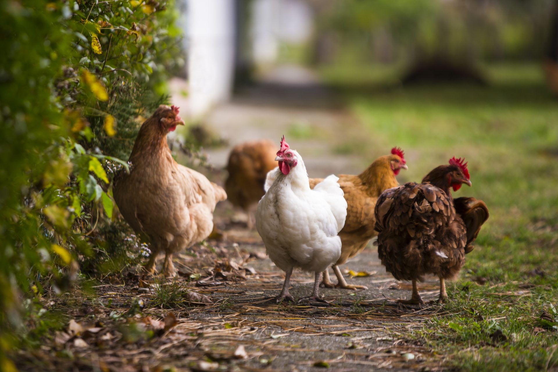 Identificado surto de gripe aviária em Torres Vedras