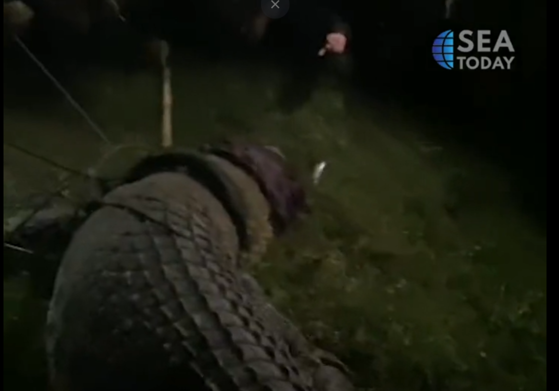Crocodilo é libertado após passar cinco anos com um pneu preso ao pescoço