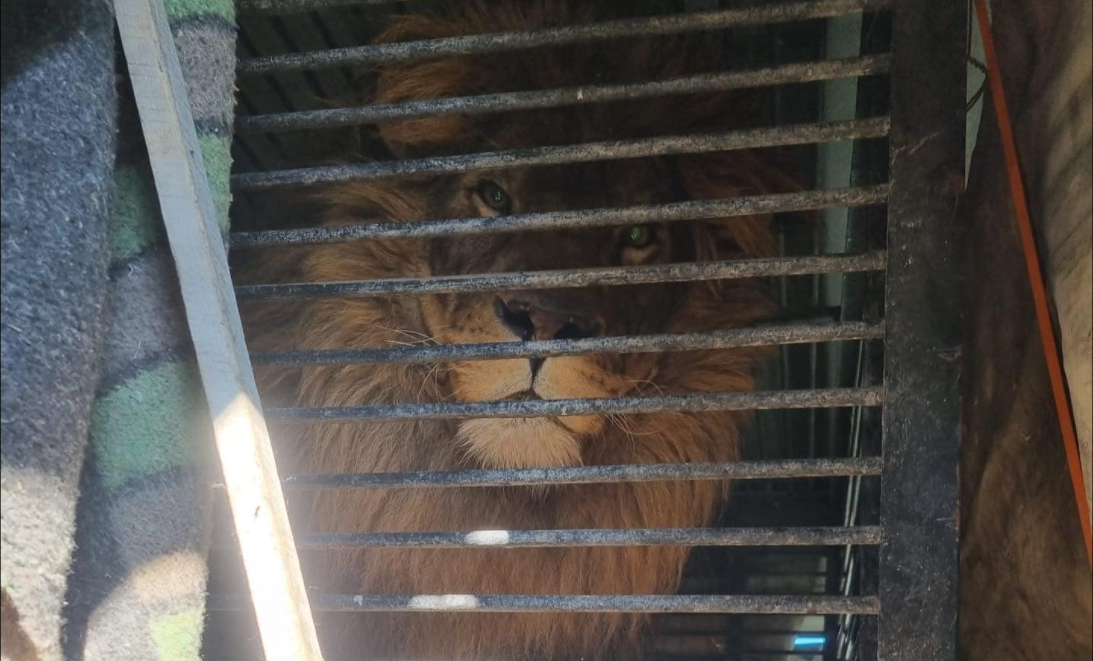 Homem resgata leão e tigre que ficaram abandonados na Ucrânia