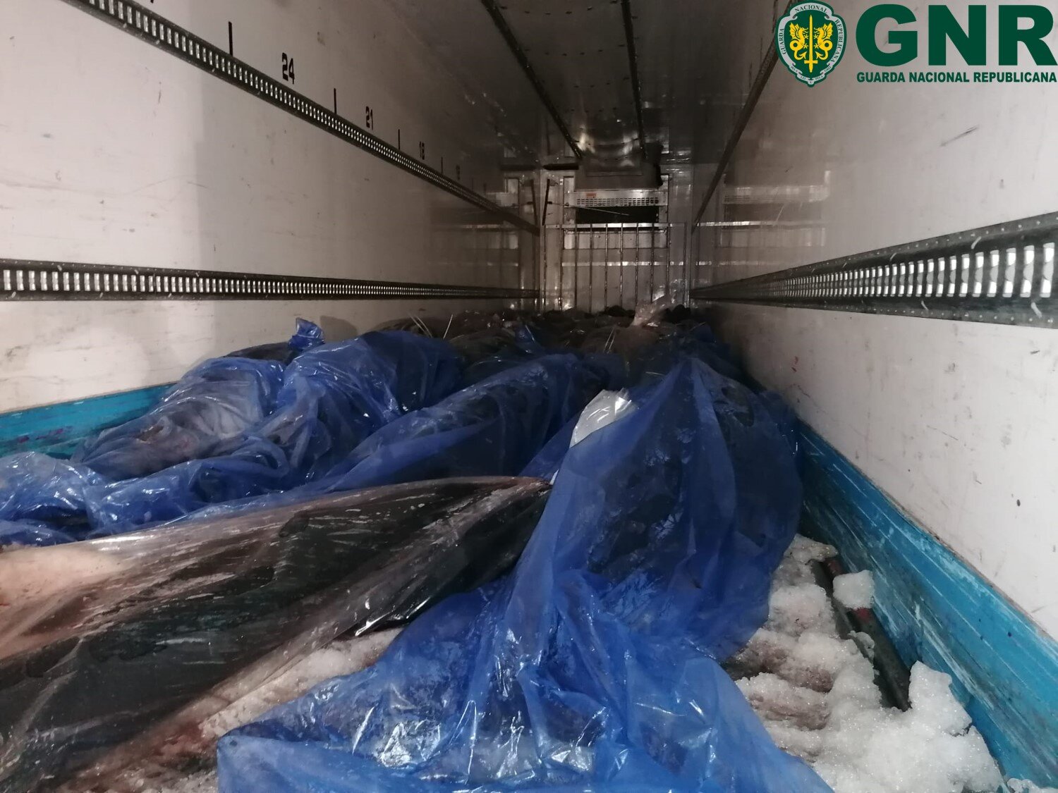 GNR apreende mais de 25 mil quilos de espadarte num porto de pesca em Viana do Castelo