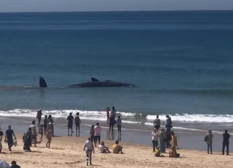 Autoridades de saúde interditam zona da praia da Fonte da Telha onde esteve baleia